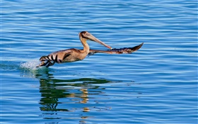 Vuelo del pájaro en la superficie del lago