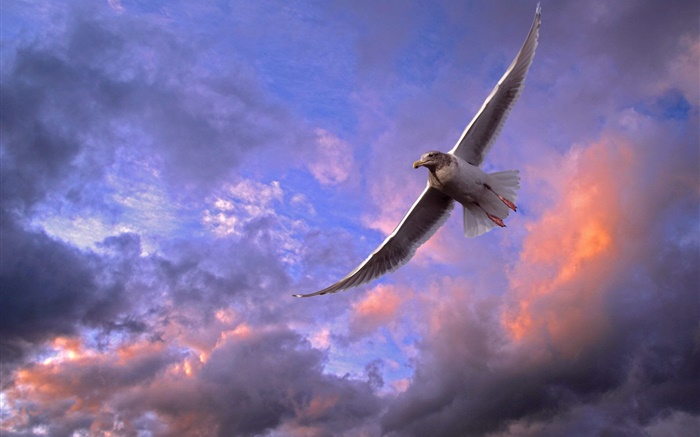 Vuelo del pájaro del cielo, puesta del sol, nubes Fondos de pantalla, imagen