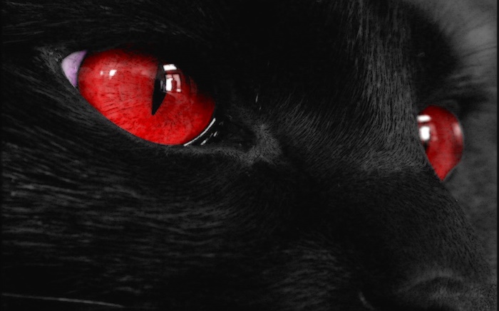 animal cara negro, ojos rojos Fondos de pantalla, imagen