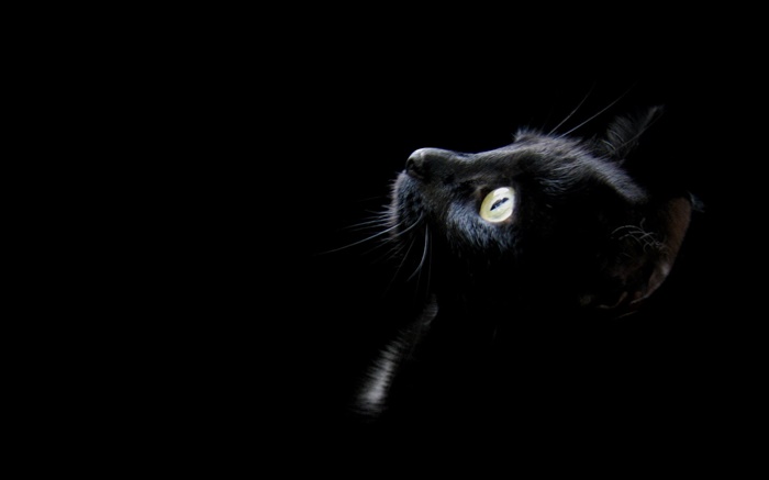 gato negro, fondo negro Fondos de pantalla, imagen