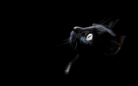 gato negro, fondo negro HD fondos de pantalla