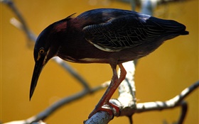 plumas de aves negro, árbol, ramas