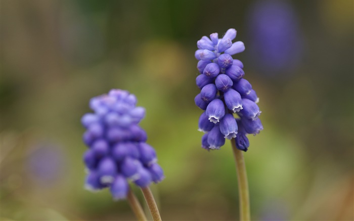 de uva azul de la flor del jacinto, fondo borroso Fondos de pantalla, imagen