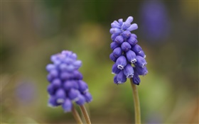 de uva azul de la flor del jacinto, fondo borroso HD fondos de pantalla
