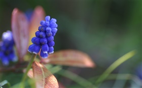 flor del jacinto Primer azul HD fondos de pantalla