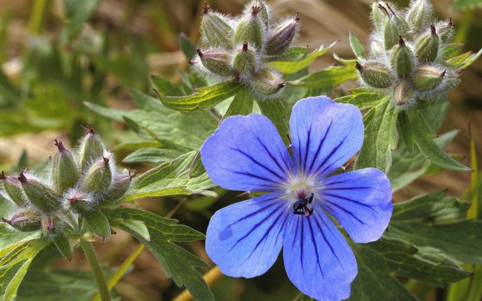 Azul pequeña flor de primer plano Fondos de pantalla, imagen