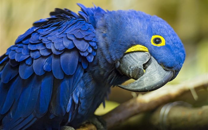 blue parrot Fondos de pantalla, imagen