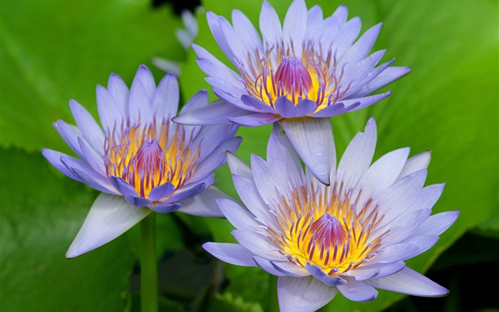 pétalos de color azul-púrpura de la flor de loto Fondos de pantalla, imagen