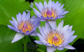 pétalos de color azul-púrpura de la flor de loto HD fondos de pantalla