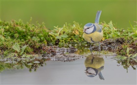 tit azul, pájaro primer plano, la reflexión del agua HD fondos de pantalla