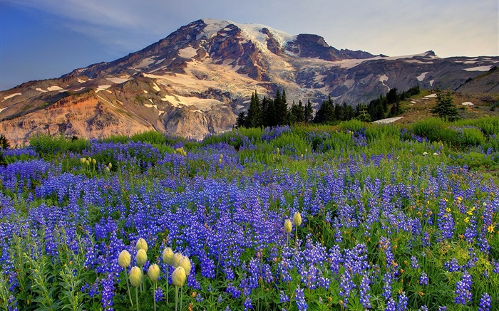 flores silvestres azules, montañas Fondos de pantalla, imagen