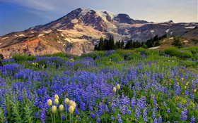 flores silvestres azules, montañas