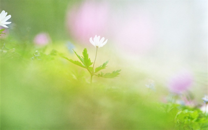 Falta de definición de la fotografía, la flor blanca Fondos de pantalla, imagen