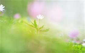 Falta de definición de la fotografía, la flor blanca HD fondos de pantalla
