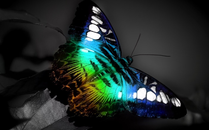 Macro de la mariposa, negro colores azules Fondos de pantalla, imagen