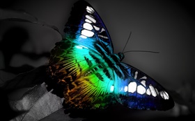 Macro de la mariposa, negro colores azules HD fondos de pantalla