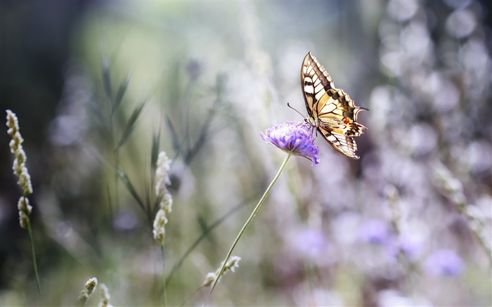 Mariposa, flor púrpura, bokeh, verano Fondos de pantalla, imagen