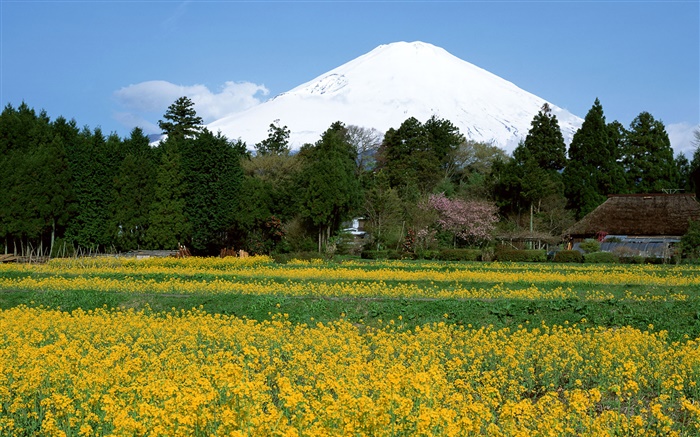 campo de flores de colza, árboles, Monte Fuji, Japón Fondos de pantalla, imagen