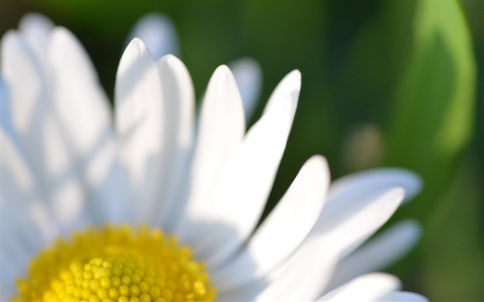 flor de manzanilla pétalos blancos como la fotografía macro Fondos de pantalla, imagen