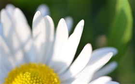 flor de manzanilla pétalos blancos como la fotografía macro