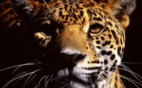 la cara del guepardo fotografía en primer plano