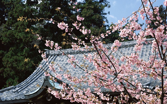 Los cerezos en flor, parque, Tokio, Japón Fondos de pantalla, imagen