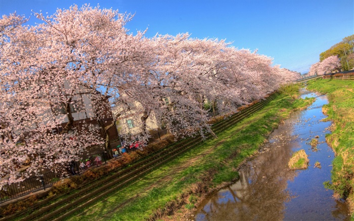Flores de la cereza, floración, canal, casa, primavera Fondos de pantalla, imagen