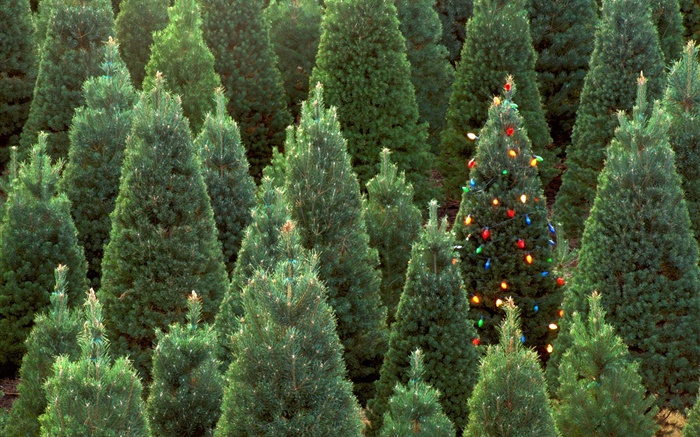 Los árboles de Navidad, las luces Fondos de pantalla, imagen