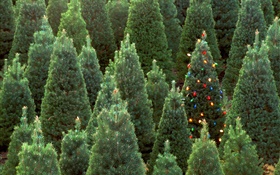 Los árboles de Navidad, las luces