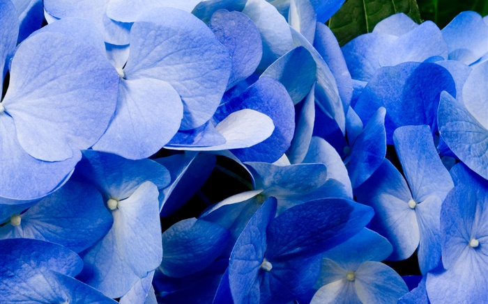 Primer plano de hortensias azules Fondos de pantalla, imagen