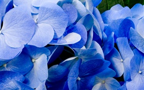 Primer plano de hortensias azules HD fondos de pantalla