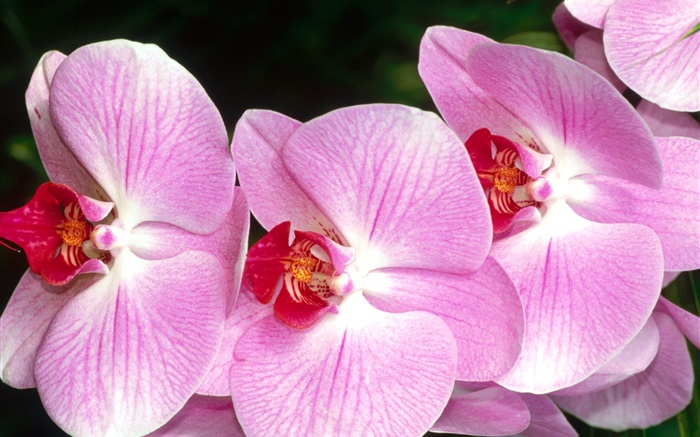 Primer plano de orquídeas mariposa, pétalos de rosa Fondos de pantalla, imagen