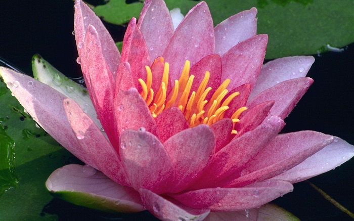 Primer plano de flor de loto, pétalos de rosa, gotas de agua, después de la lluvia Fondos de pantalla, imagen