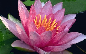 Primer plano de flor de loto, pétalos de rosa, gotas de agua, después de la lluvia