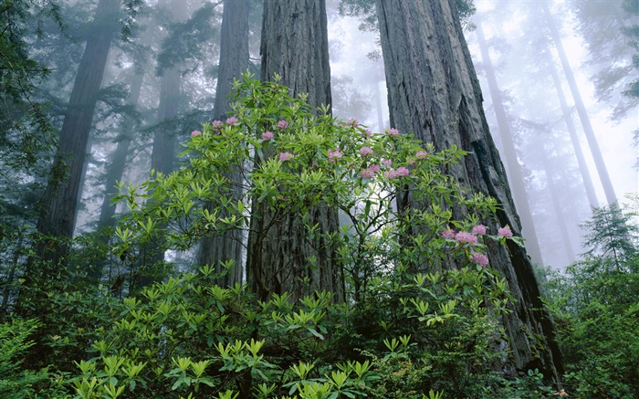 Costa de Redwood, rododendro, Parque Nacional Redwood, California, EE.UU. Fondos de pantalla, imagen