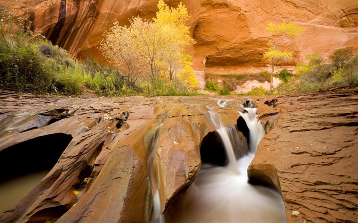 Quebrada del coyote, álamos, árboles, cala, otoño, Utah, Estados Unidos Fondos de pantalla, imagen