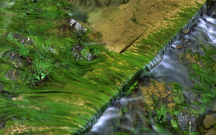 Creek, musgo, agua Fondos de pantalla, imagen