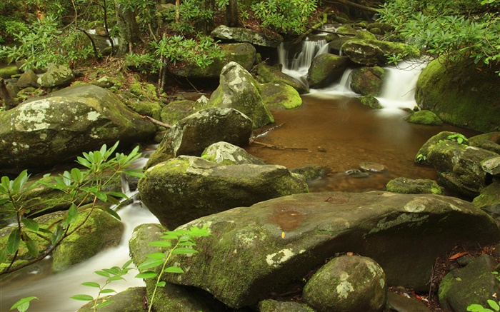 Cala, verano, Parque Nacional Great Smoky Mountains, Tennessee, EE.UU. Fondos de pantalla, imagen
