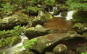 Cala, verano, Parque Nacional Great Smoky Mountains, Tennessee, EE.UU. HD fondos de pantalla