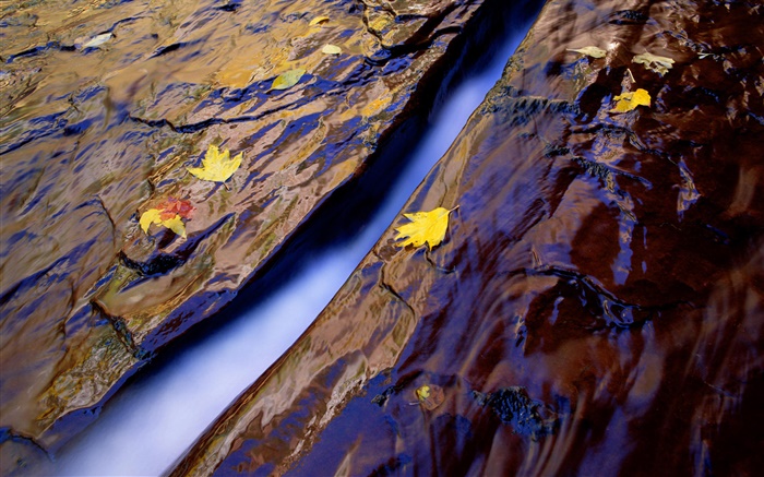 Cala, agua, rocas, hojas amarillas Fondos de pantalla, imagen