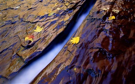 Cala, agua, rocas, hojas amarillas HD fondos de pantalla