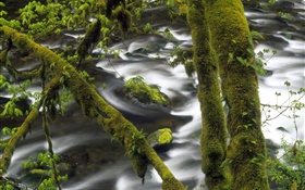 Cala, agua, árbol, verde musgo HD fondos de pantalla