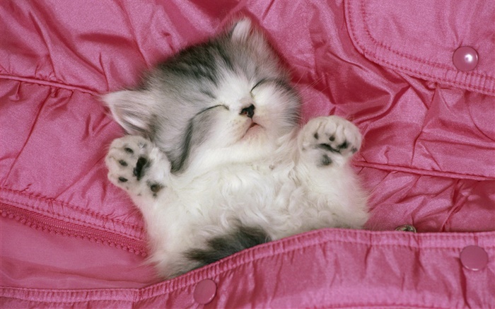sueño lindo gatito en la cama Fondos de pantalla, imagen