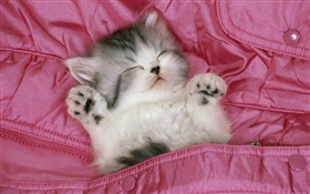 sueño lindo gatito en la cama HD fondos de pantalla