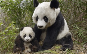 Panda linda, madre y cachorro HD fondos de pantalla