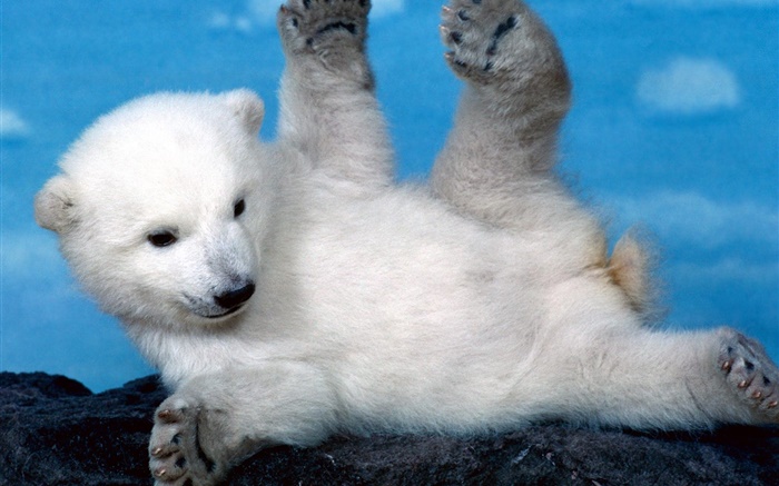 cachorro de oso polar blanco lindo Fondos de pantalla, imagen