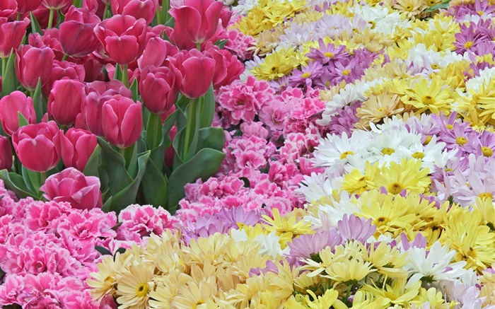 Flores de la margarita y tulipán Fondos de pantalla, imagen
