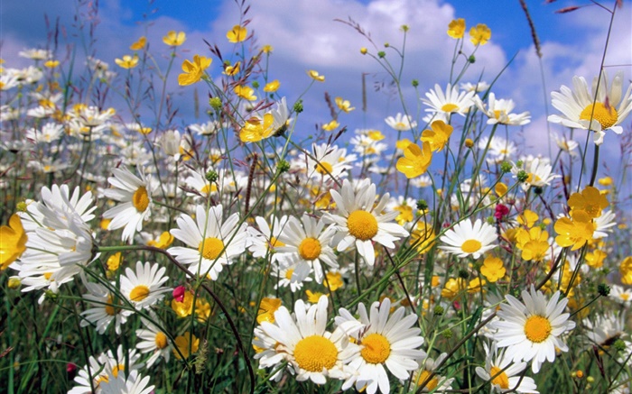 Flores de la margarita, pétalos blancos, cielo azul Fondos de pantalla, imagen
