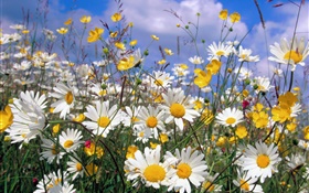 Flores de la margarita, pétalos blancos, cielo azul HD fondos de pantalla