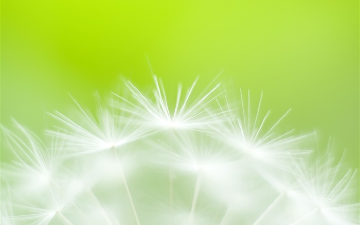 flores de diente de primer plano, fondo verde Fondos de pantalla, imagen